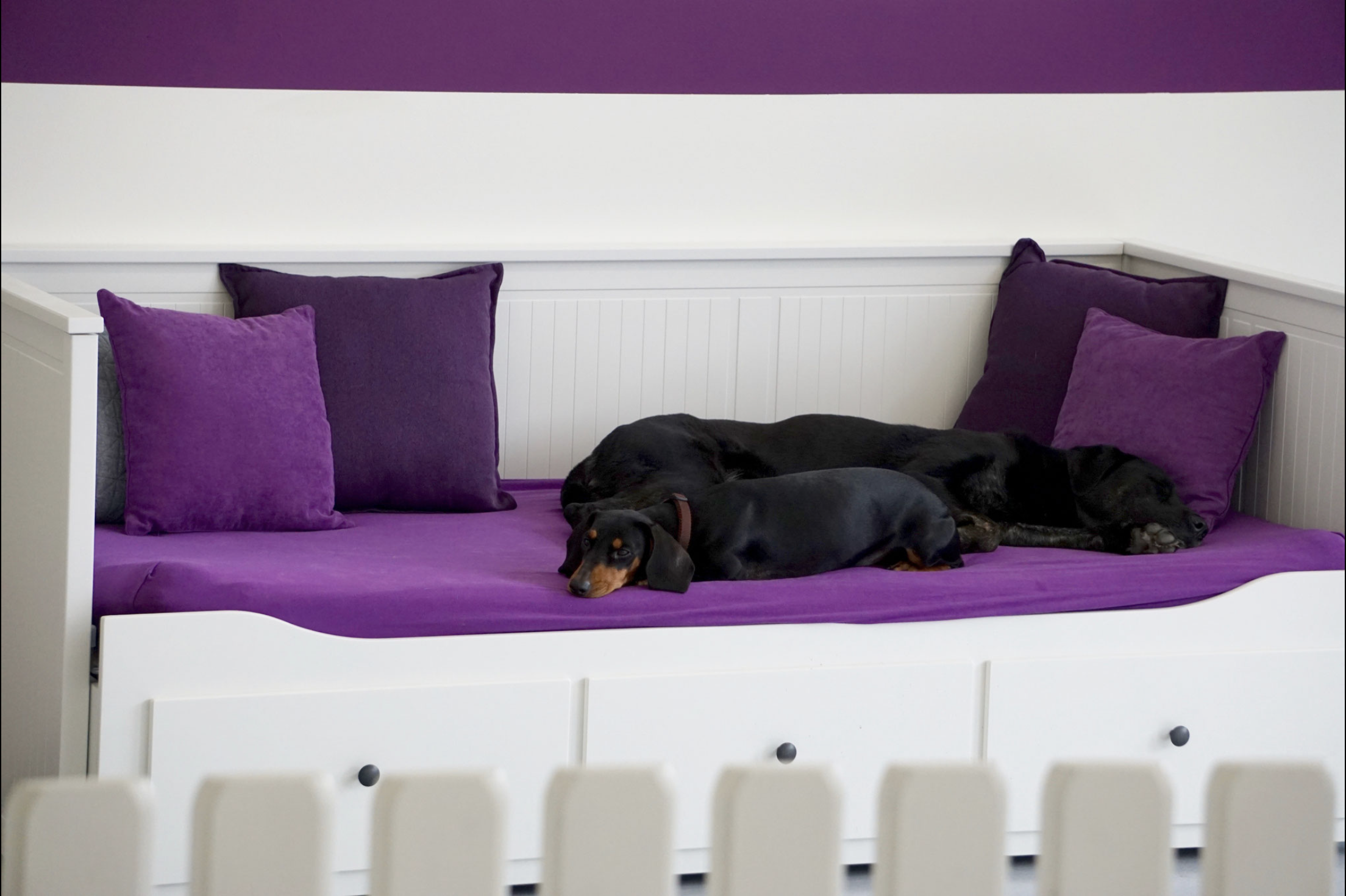 Zwei Dackel schlafen kuschelnd auf einem violetten Hundebett mit lila Kissen