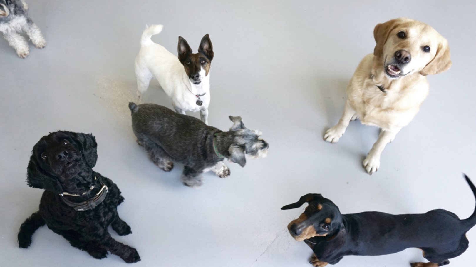 Hundetraining